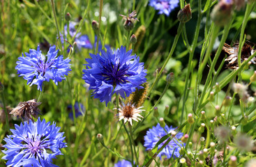 Blue cornflowers with buds and dry flowers in a meadow on a sunny day among stems and grass - horizontal color photo