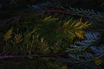 green fir tree with cones. background. christmas and new year background.