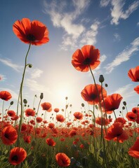 Obraz premium Field of tall red poppies stretching towards the sky as warm sunlight casts a gentle glow on their petals , wildflowers, floral