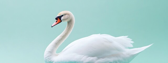 Fototapeta premium Elegant white swan in profile view against a mint green background.