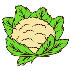 cauliflower cartoon illustration
