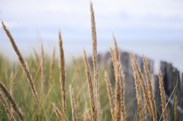 Fototapeta premium reeds on the beach