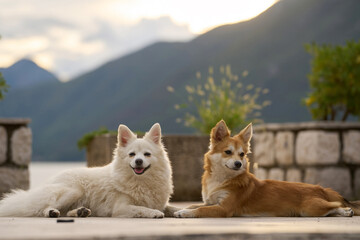 Fluffy dogs lounging near scenic mountains.