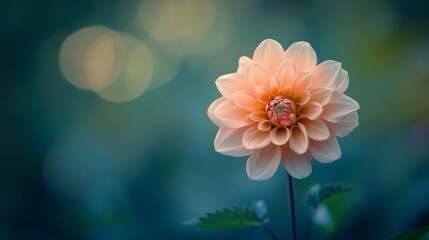 Fototapeta premium Side view of a stunning Dahlia flower amidst a lush green garden. The vibrant Dahlia stands out beautifully against the blurred greenery in HDR style, showcasing its natural elegance.