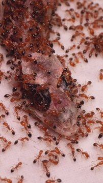 Swarm of red ants cleaning bare bones of a dead house gecko. Lizard carcass skeleton close up. 4k vertical video