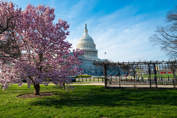 Capitol building in blossom tree. Spring Capitol hill, Washington DC. Capitols dome in spring. United States capitol building in spring. Congress during the spring cherry blossom season.