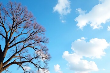 Bare winter tree branches against a clear blue sky with scattered clouds, cold weather, tree branches
