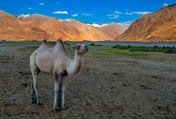Double hump camel at Numbra Valley desert, Ladakh