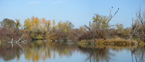 Obraz premium Several cormorants perch on the bare branches of a dead tree in a wetland environment within area of protected landscape and ornithological reserve Savica in Zagreb