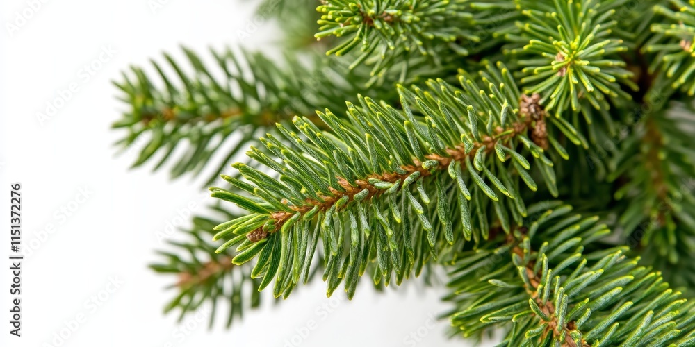 Poster close up of a fir tree branch isolated on a white background, highlighting the unique features of th