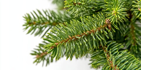 Fototapeta premium Close up of a fir tree branch isolated on a white background, highlighting the unique features of the fir tree and its natural beauty in detail. The fir tree showcases its vibrant greenery and
