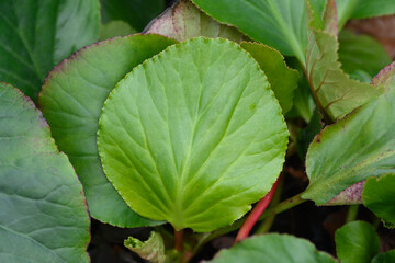Elephants ears leaves