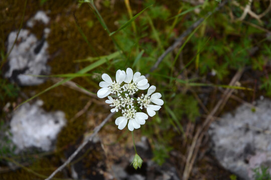 Large-flowered orlaya flowers