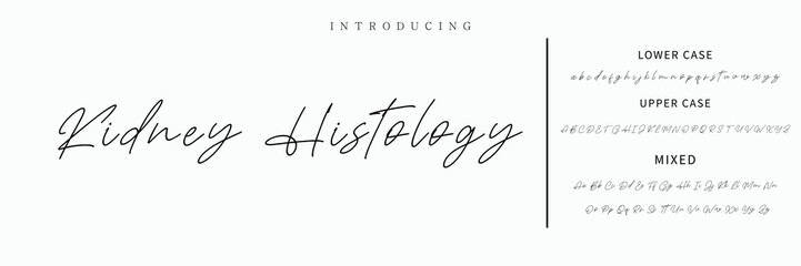 Hand drawn vector alphabet. Modern monoline signature script font. Elegant Signature Font. Best Alphabet Beautiful Calligraphy Signature Font lettering