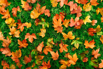 Fototapeta premium Colorful autumn leaves on lush green grass background