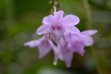 Obraz premium デンドロビウム・クムラツム