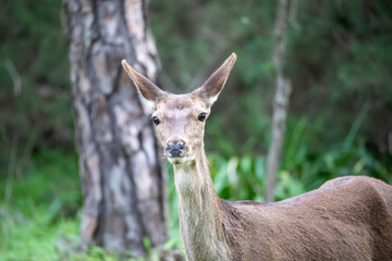 Deer Standing in a Field in Donana National Park in Spain