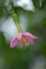 パッシフロラ・マシューシー