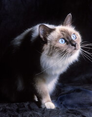 chat