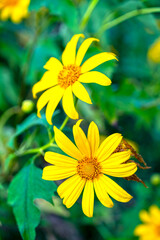 Wild Sunflowers with yellow petals and orange center on a thin green stem growing in front of a nature blurry background