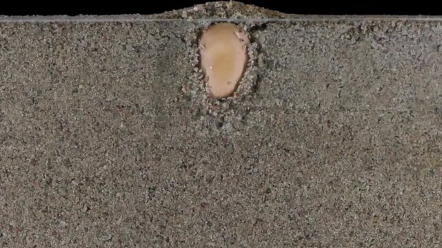 Time lapse of broad bean germinating and growing in a rhizobox
