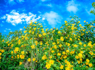 Blooming Tree marigold, Mexican sunflower, Japanese sunflower or wild sunflowers (Helianthus...