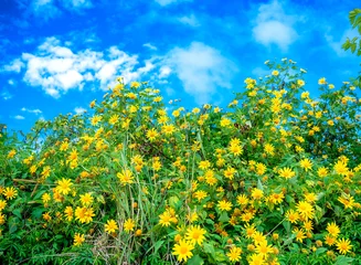 Gordijnen Blooming Tree marigold, Mexican sunflower, Japanese sunflower or wild sunflowers (Helianthus tuberosus). Macro close up of tall flowers isolated on blue sky. © huythoai