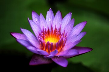 purple lotus flower
