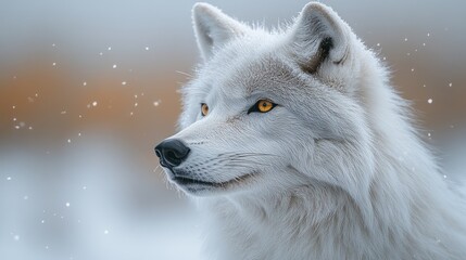 Fototapeta premium Majestic arctic wolf with intense amber eyes, looking away in snowy winter landscape.