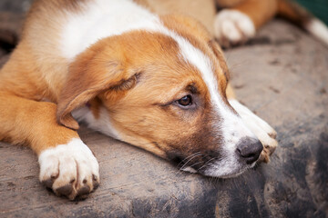 Dog with sad eyes in shelter for adoption