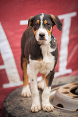 Dog with sad eyes in shelter for adoption