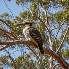 Obraz premium A kookaburra sitting on a gum tree branch against the Australian outback.
