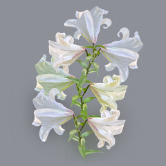 Illustration of lilies with colored pencils and markers on a gray background for the design of postcards and posters