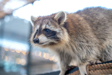 Common raccoon in a zoo, Raccoon are a native North American mammal. This is the largest species in the Raccoon family