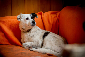 Dog with sad eyes in shelter for adoption