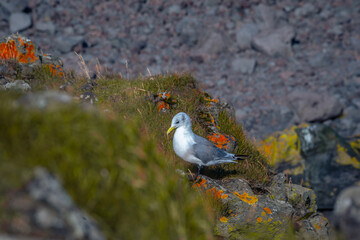 Arnastapi coastal landscape with cliffs in summer near the Snaefellsnes peninsula in Iceland