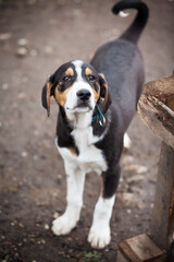 Dog with sad eyes in shelter for adoption