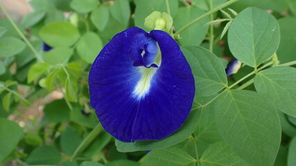 Clitoria ternatea flower, species of plant originally from Indonesian island of Ternate