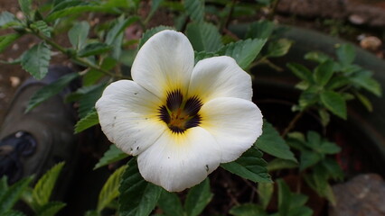 Turnera subulata Flower, Family: Turneraceae, Common name: Politician's Flower, Yellow Buttercups, Yellow Alder, Sage Rose