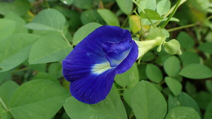 Clitoria ternatea flower, species of plant originally from Indonesian island of Ternate