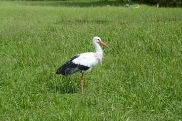 Cigogne blanche