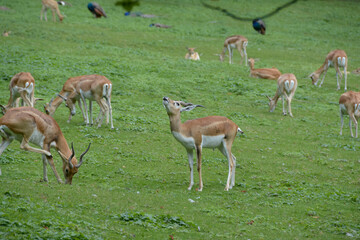 Antilope cervicapre