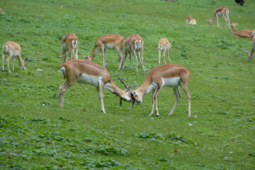 Antilope cervicapre