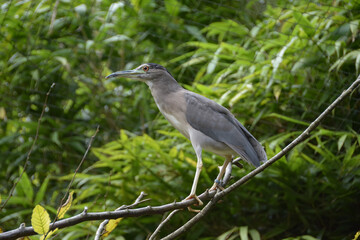 Grue de paradis