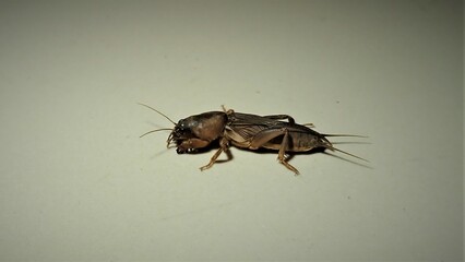 For the insect commonly known as the European mole cricket