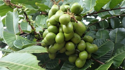 The Pometia pinnata common names, including Matoa, Taun tree, Island lychee, Tava, and Pacific lychee