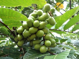 The Pometia pinnata common names, including Matoa, Taun tree, Island lychee, Tava, and Pacific lychee