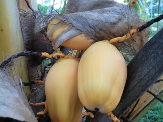 The coconut fruit (Cocos nucifera) is a member of the palm tree family (Arecaceae)