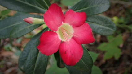 Adenium obesum is grown as a houseplant in temperate and tropical regions. Numerous hybrids have been developed. Adeniums are appreciated for their colorful flowers and unusual thick caudices. 