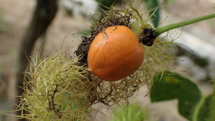 Passiflora foetida Also called Passiflora foetida, stinking passionflower, wild maracuja, bush passion fruit with a natural background. It used to treatment for itching and coughs.